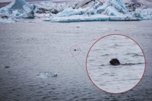 A seal in Jökulsárlón A seal in Jökulsárlón