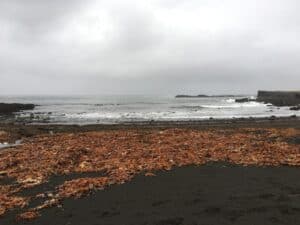 Akranes Black sand beach Akranes Black sand beach