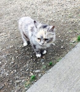 Cats in Westman islands Cats in Westman islands