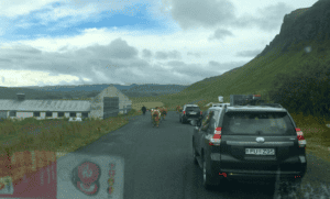 Cow crossing outside Vik Cow crossing outside Vik