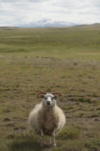 Curious Sheep