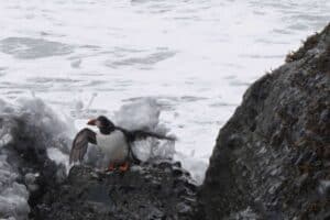 Drenched Puffin Drenched Puffin