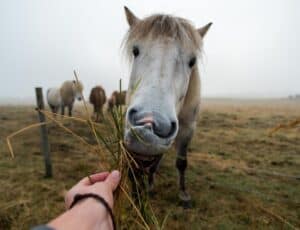 Feeding the Icelandic horse Feeding the Icelandic horse
