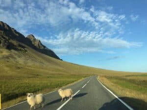 Free roaming sheep Iceland Free roaming sheep Iceland
