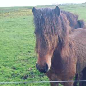 Horses Horses