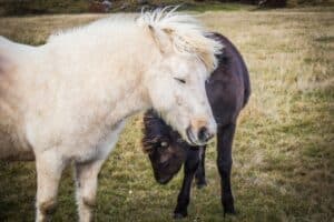 Horses in South Iceland Horses in South Iceland