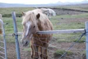 Horses in Þjórsárdalur Horses in Þjórsárdalur