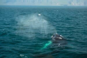 Humpback whale - Iceland Humpback whale - Iceland