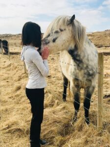 Iceland Horse Iceland Horse