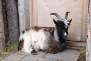 Icelandic Goat Icelandic Goat