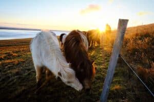 Icelandic horses in sunset Icelandic horses in sunset