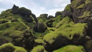 Icelandic moss Icelandic moss