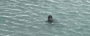 Icelandic seal