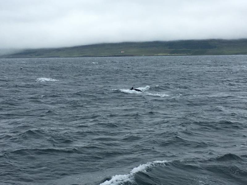 whale trip