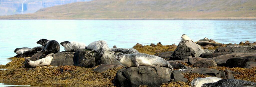 Seals relaxing in the Westfjords of Iceland