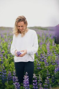 Lupine flowers Iceland