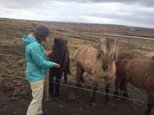 Petting the horses in Iceland Petting the horses in Iceland