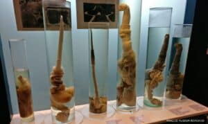 Phallus Museum Reykjavik Phallus Museum Reykjavik