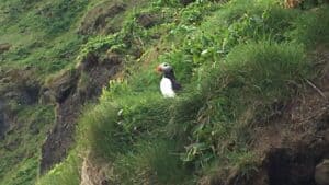 Puffin Iceland Puffin Iceland