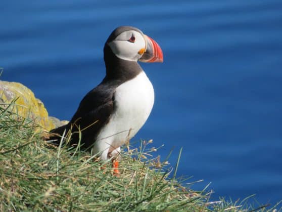 Puffin in Borgarfjörður Eystri Puffin in Borgarfjörður Eystri