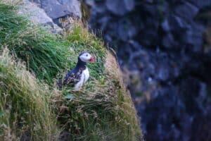 Puffin in East Iceland Puffin in East Iceland
