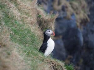 Puffins Puffins