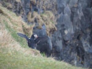 Puffins Iceland Puffins Iceland