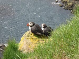 Puffins Látrabjarg Puffins Látrabjarg