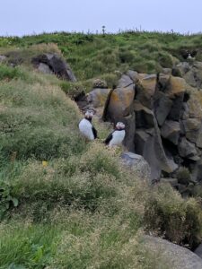 Puffins South Iceland Puffins South Iceland