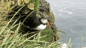 Puffins at Látrabjarg Puffins at Látrabjarg