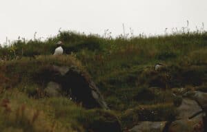 Puffins in October