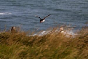 Puffins in the wild Puffins in the wild