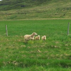 Sheep Sheep