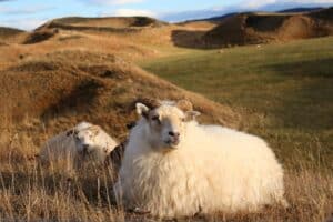 Sheep & Craters