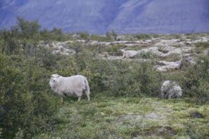 Sheep in East Iceland Sheep in East Iceland