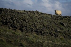 Sheep in lava fields Sheep in lava fields