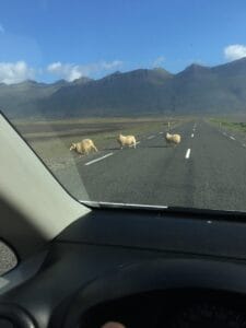 Sheep on the Ring road
