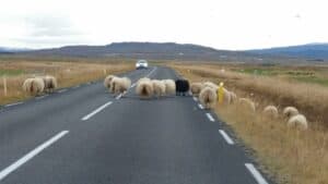 Snæfellsnes sheep
