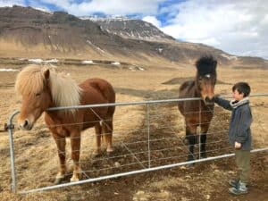 The Horses in Iceland The Horses in Iceland