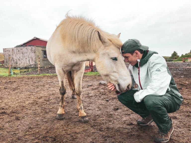 the icelandic horse