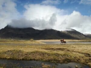The Icelandic Horse