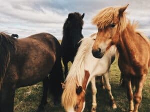 The Icelandic horse