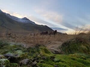 The Icelandic horse