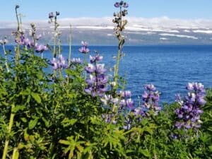 The Lupine flower