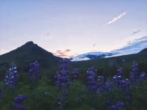 The Lupine flower