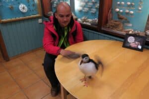 The Puffin Tóti The Puffin Tóti