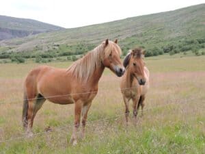 The lovely horses of Iceland The lovely horses of Iceland