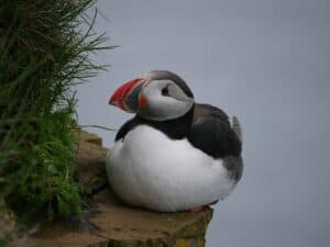 Westfjords Puffin Westfjords Puffin
