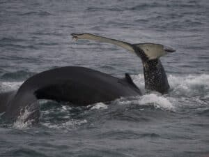 Whale tour Húsavík Whale tour Húsavík