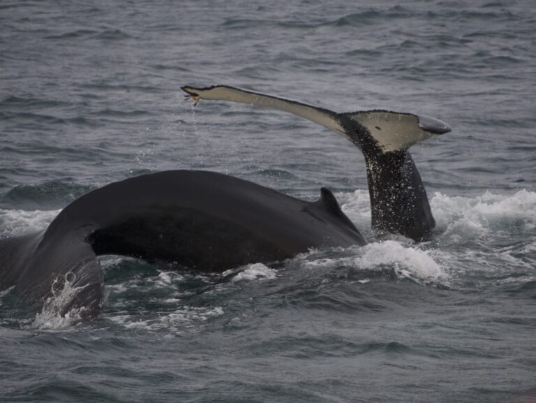 whale watching húsavík